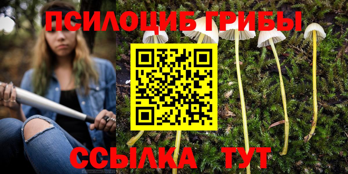 Псилоцибиновые грибы Psilocybe Крымск